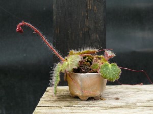 mini kusamono de saxifraga pret a fleurir