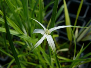 Feuillage et fleur du Dichromena colorata