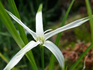 Fleurs de Dichromena colorata, l'herbe aux étoiles