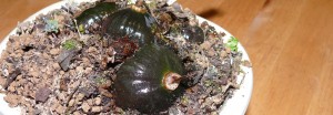 Pleione en hivernage par petit-arbre