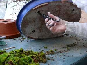 Pourquoi fixer un bonsai à son pot ?