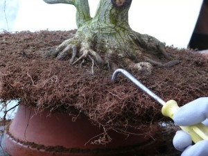 crochet_rempotage_bonsai_P1120619