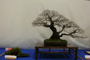 quercus_noelanders_trophy_2014