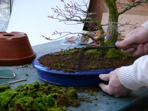serpette_rempotage_bonsai_P1120598