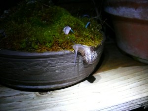 Chasse à l'escargot