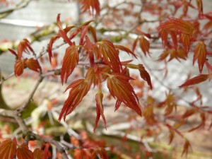 Acer palmatum pinching
