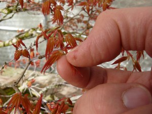 Acer palmatum pincement de printemps
