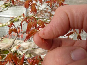 Acer palmatum pincement de printemps