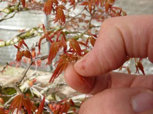 Le pincement d'un Acer palmatum