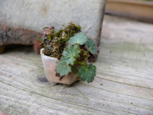 Saxifrage en kusamono