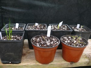 new plants arrived for kusamono