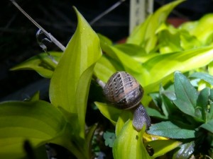 escargot dévorant un Hosta cracker crumbs