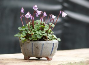 soldanella en pot japonais