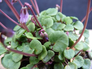 soldanella_2014_P1170332