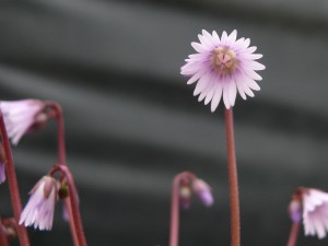 soldanella_2014_P1170333