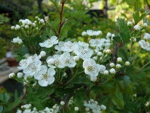 aubépine en fleurs