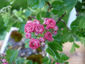 Aubépine Paul's Scarlet