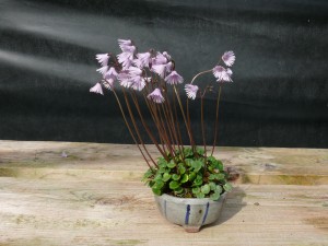 soldanella en fleurs 1er avril 2014