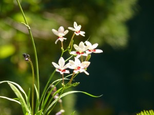 Anomatheca laxa en fleurs en juin 2014