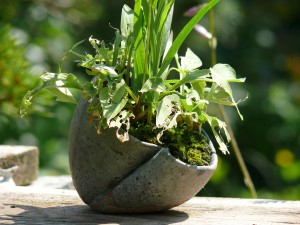 shitakusamono d'hosta dévoré par les escargots