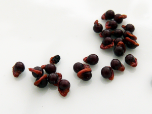 Graines d'Anomatheca laxa