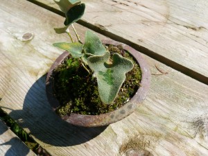 fougère japonaise pyrosia