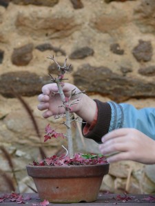 enlever les feuilles rouges d'automne