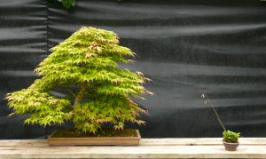 acer palmatum double tronc