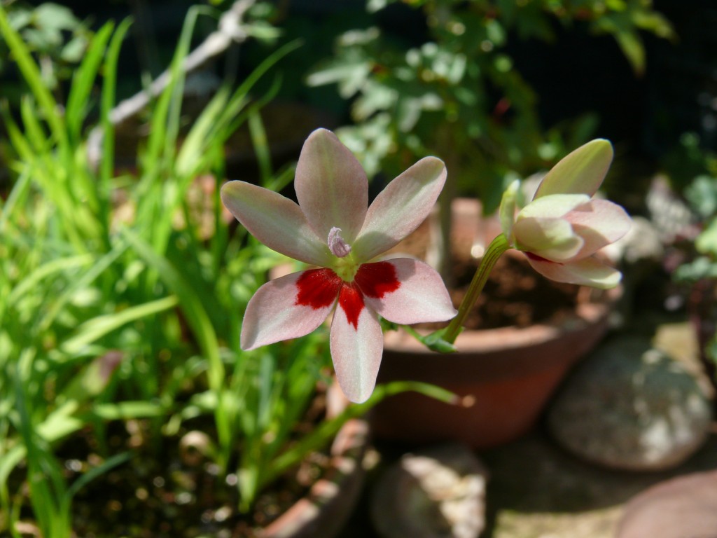 première fleur anomatheca laxa 2015