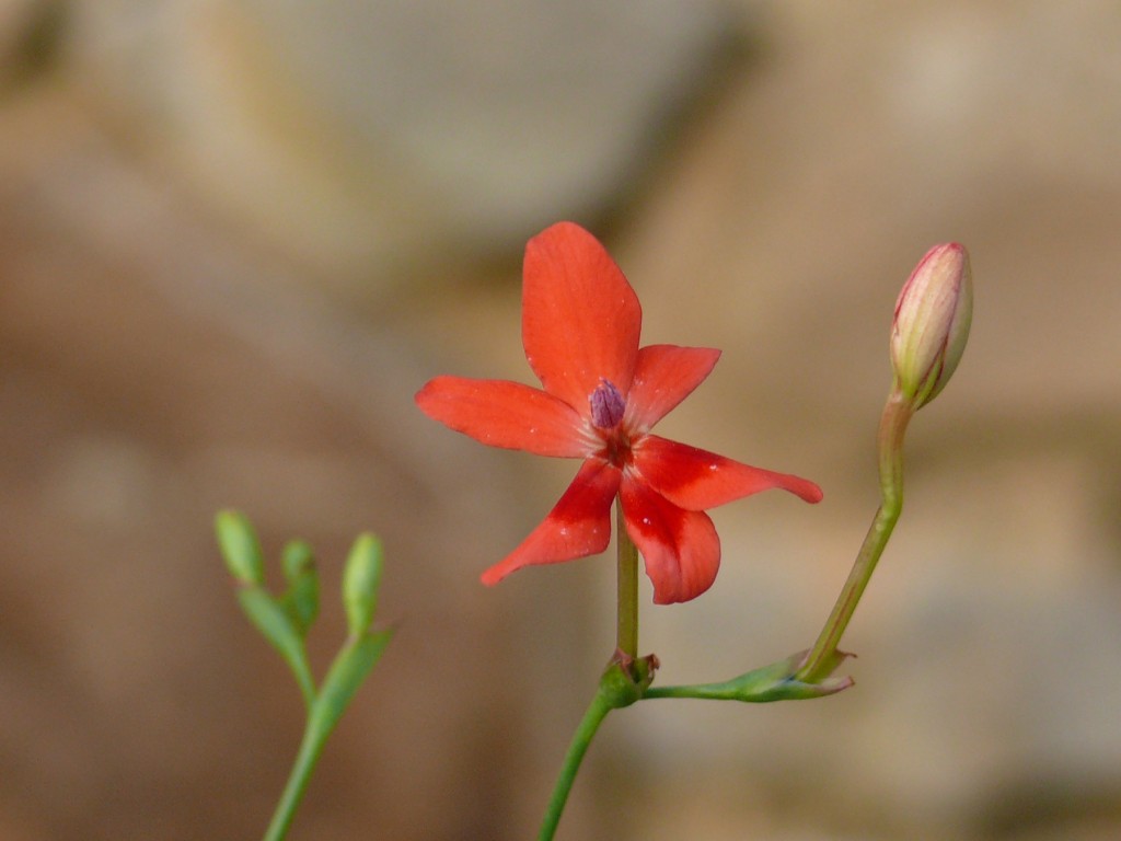 anomatheca laxa rouge