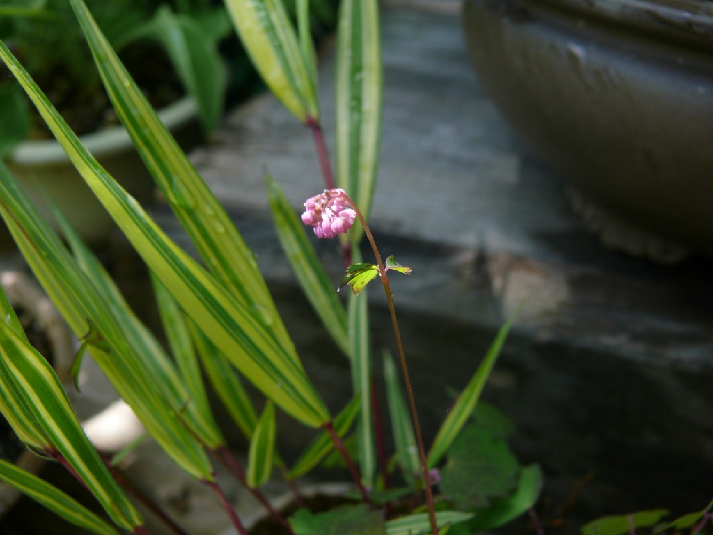 Thalictrum kusianum