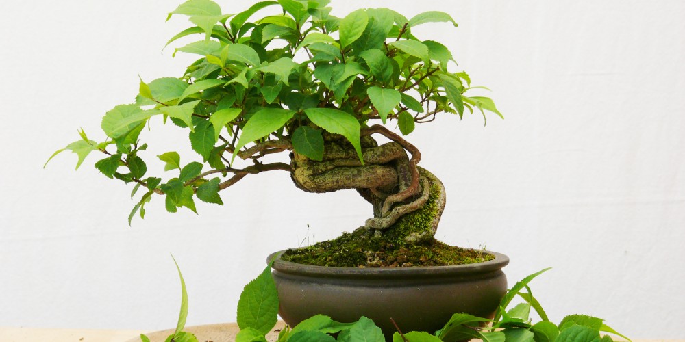Callicarpa : taille d’entretien