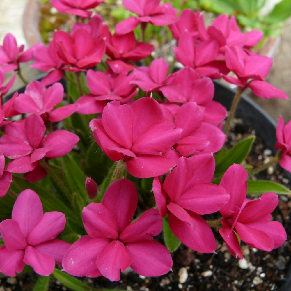 Rhodohypoxis Great Scott