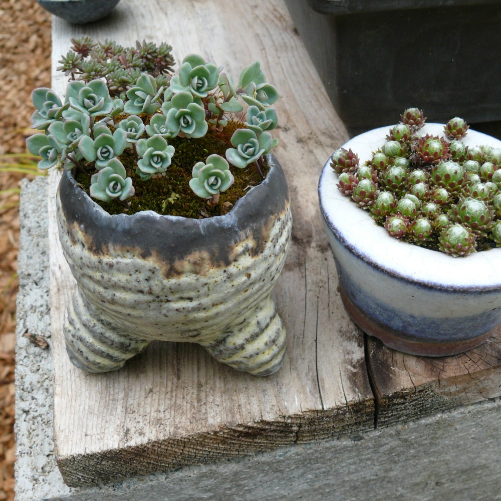 Kusamono Sedum sieboldii