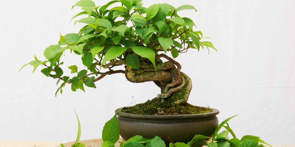 Callicarpa : taille d’entretien