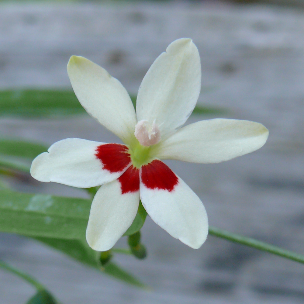 Culture de Anomatheca laxa ou Lapeirousia laxa