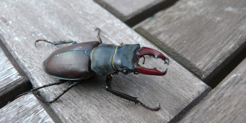 Cerf-volant, le plus gros insecte d’Europe