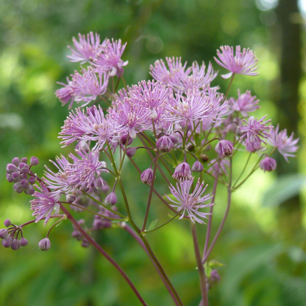 Thalictrum kiusianum