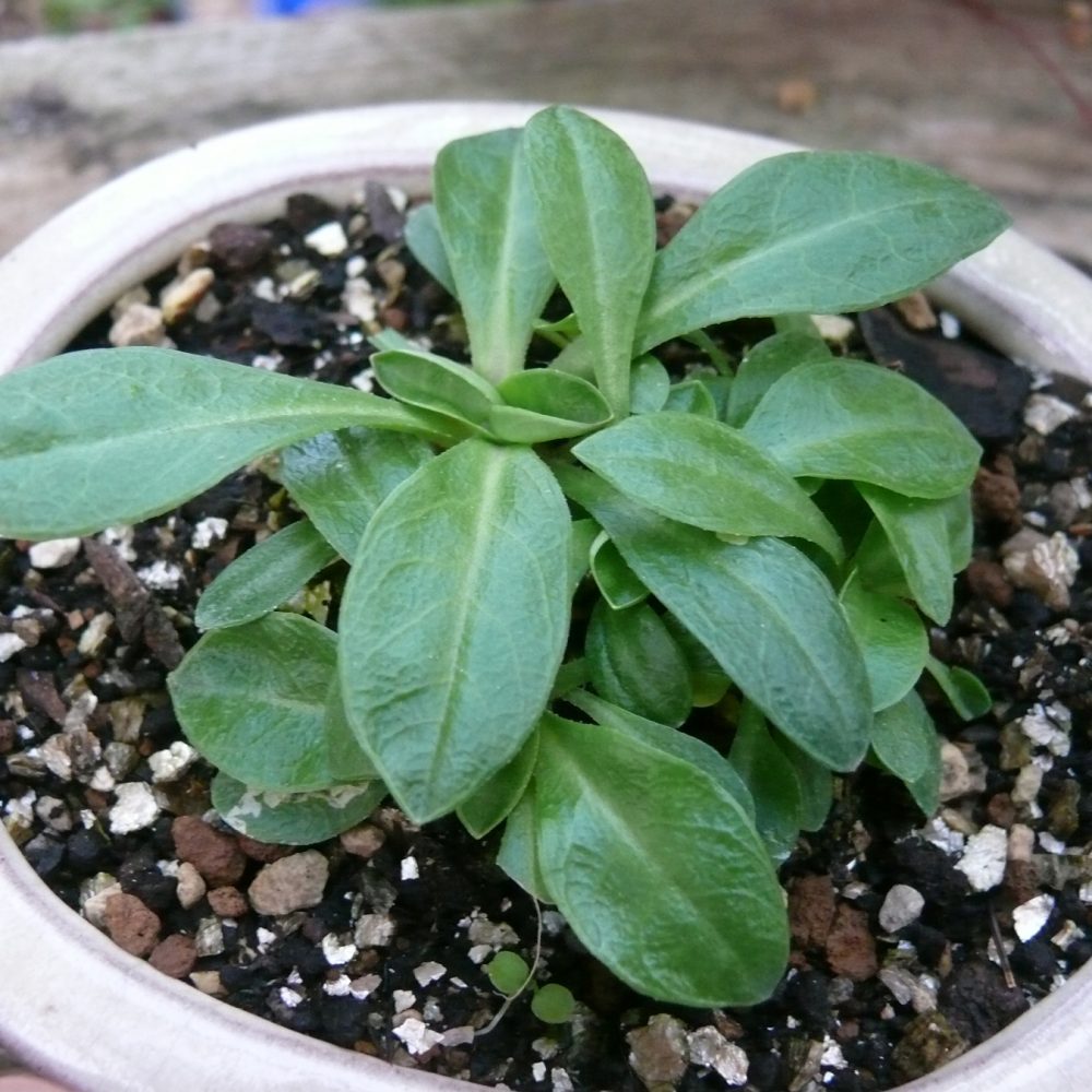 Plante inconnue à identifier