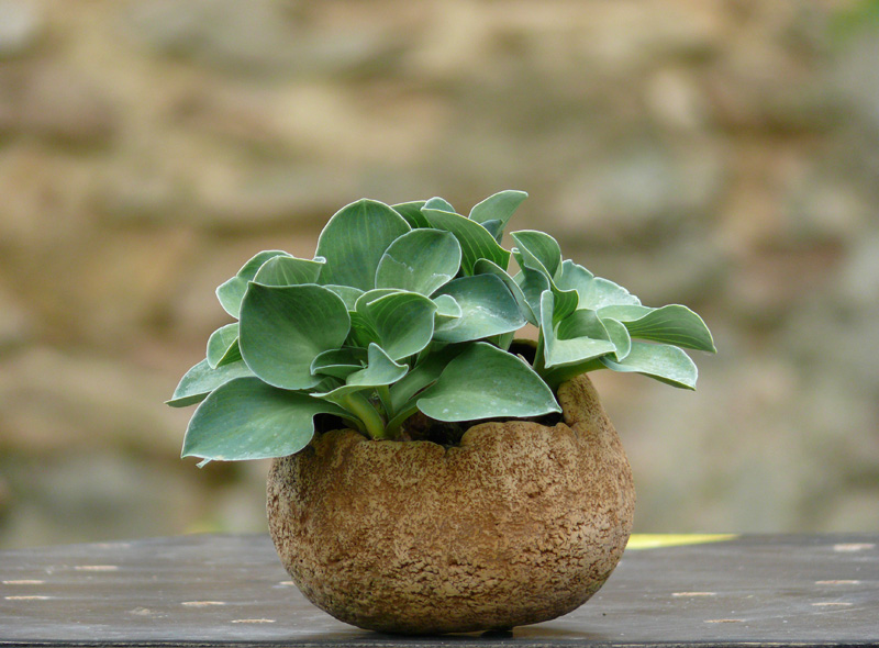 kusamono avec un Hosta Blue Mouse Ears