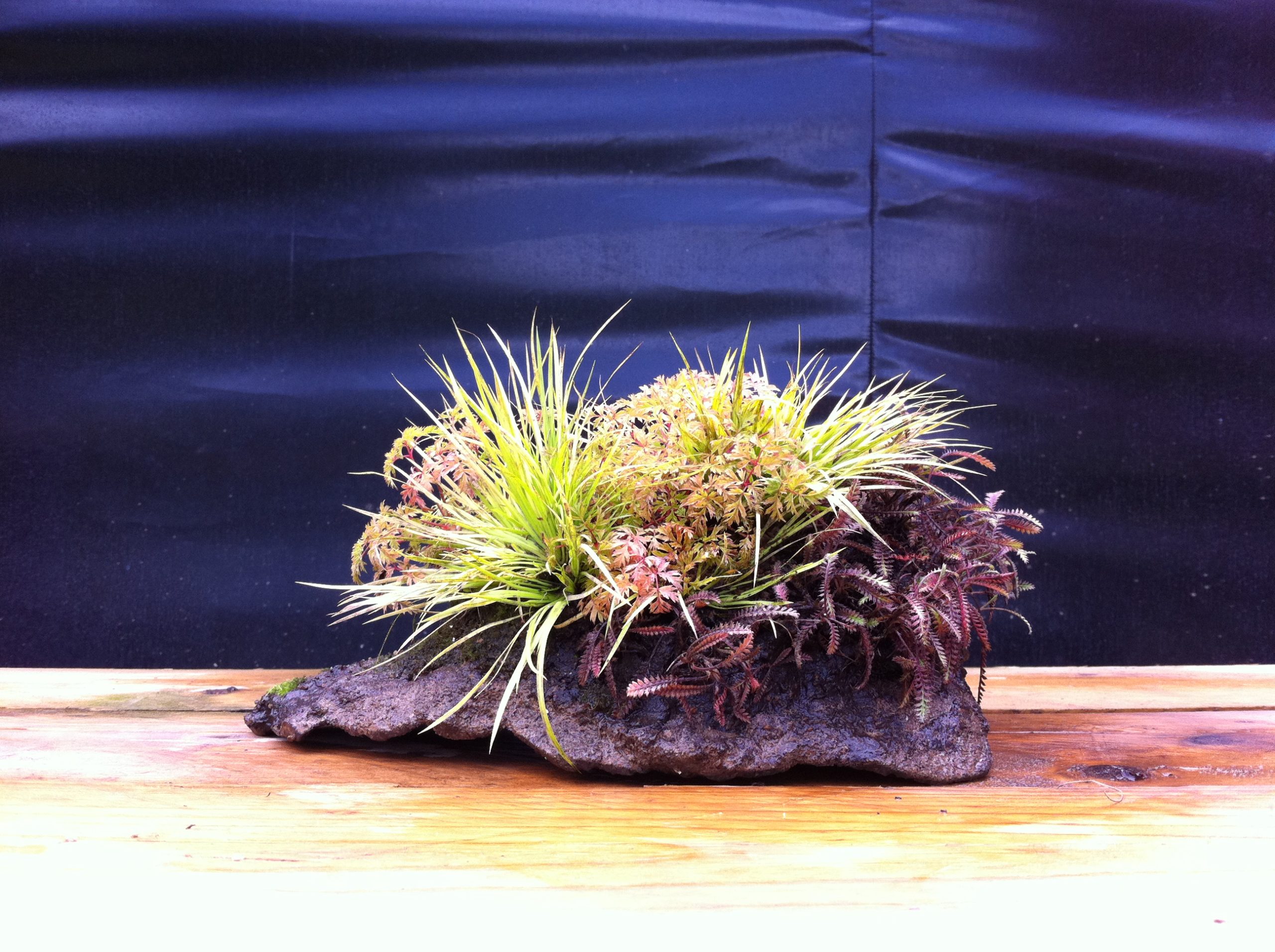 kusamono pour exposition bonsai