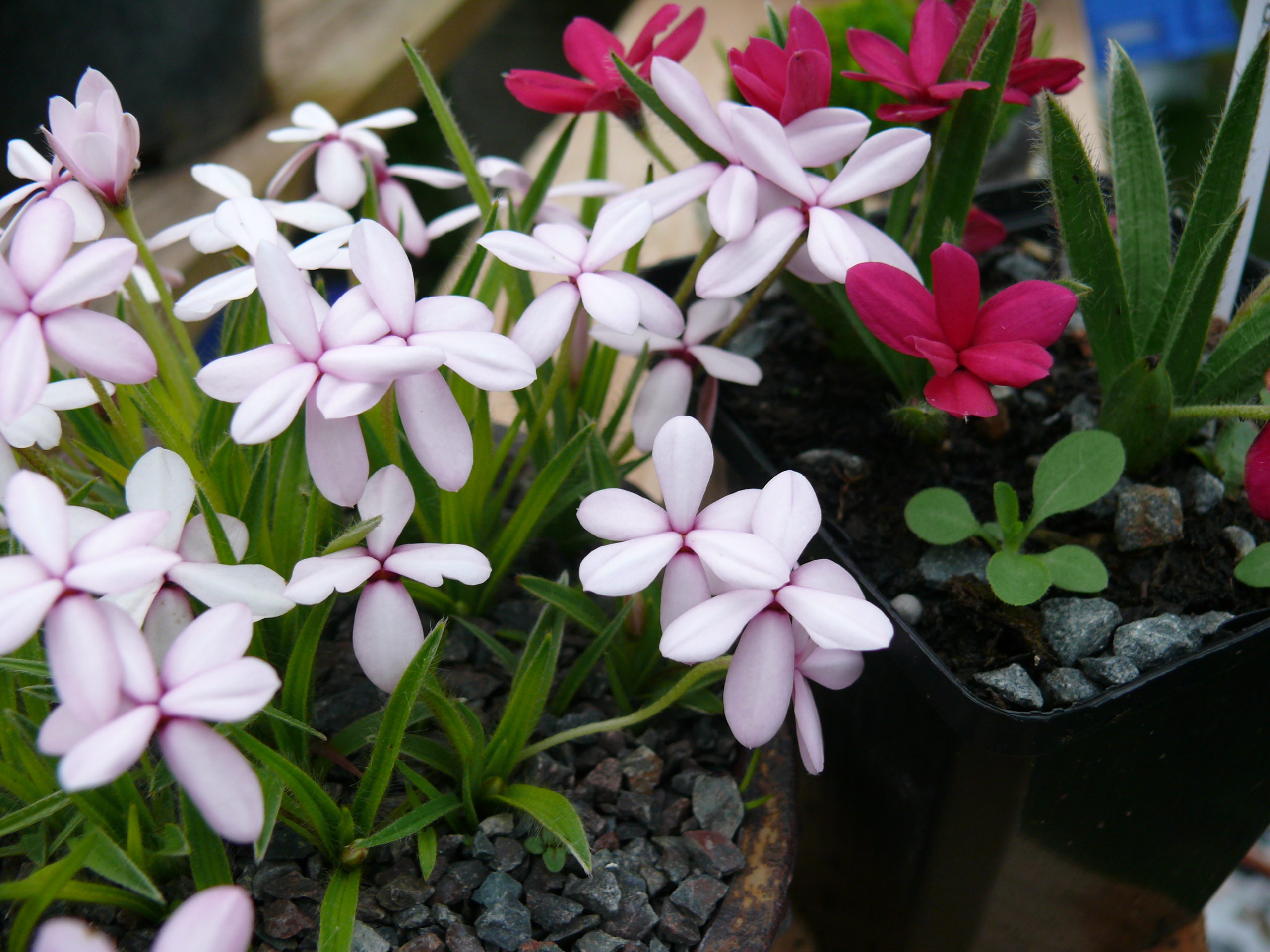 plantes d'accent faite à partir de rhodohypoxis