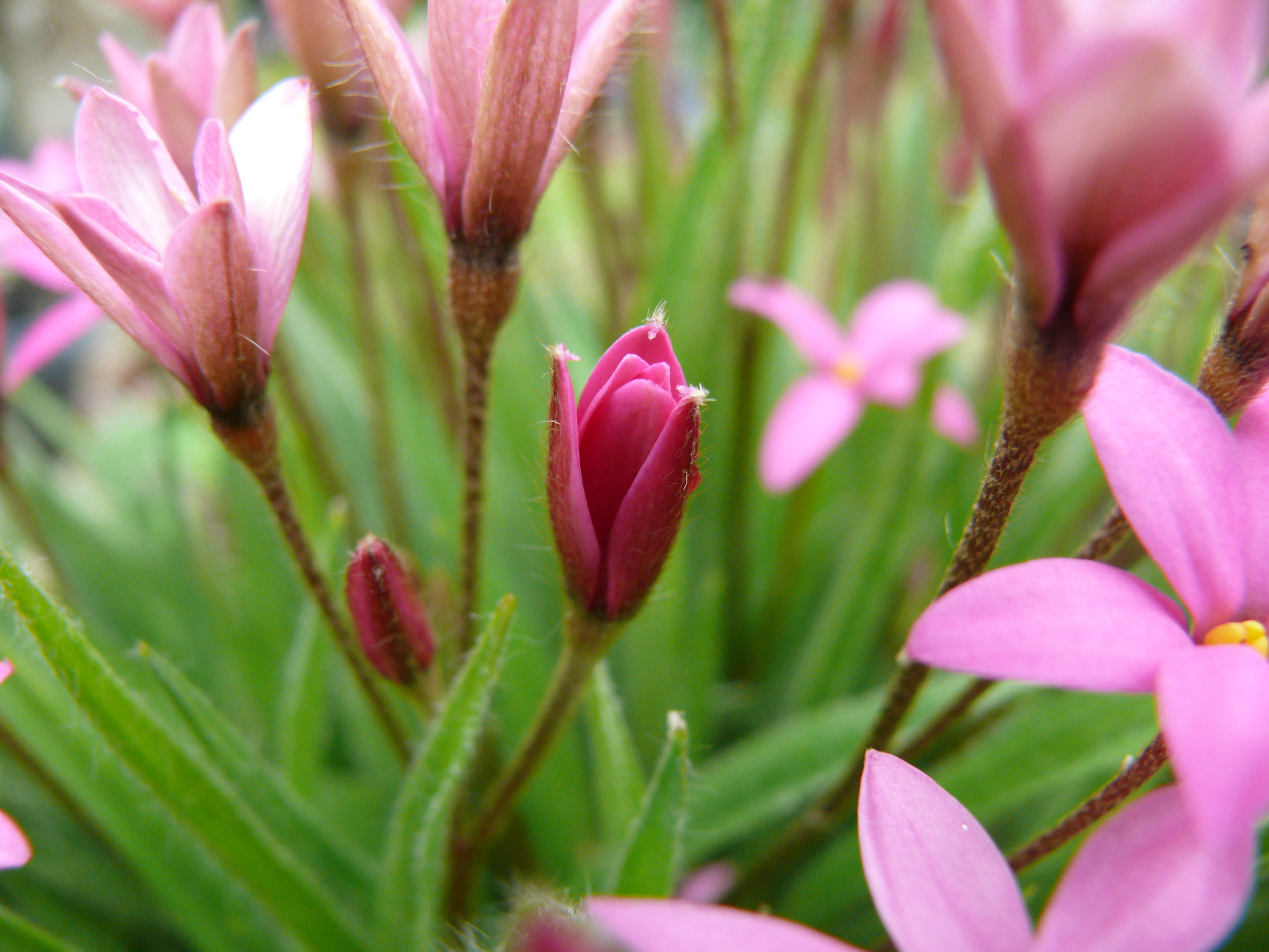 Rhodohypoxis Hebron Farm Cerise