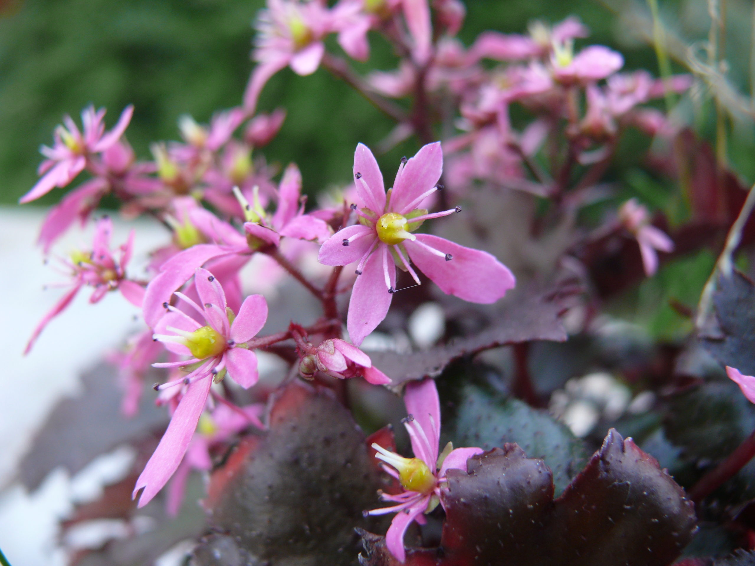 Saxifraga cortusifolia