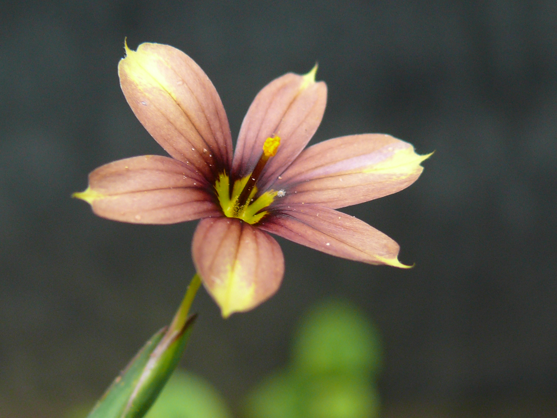 Fleur de Sisyrinchium biscutella