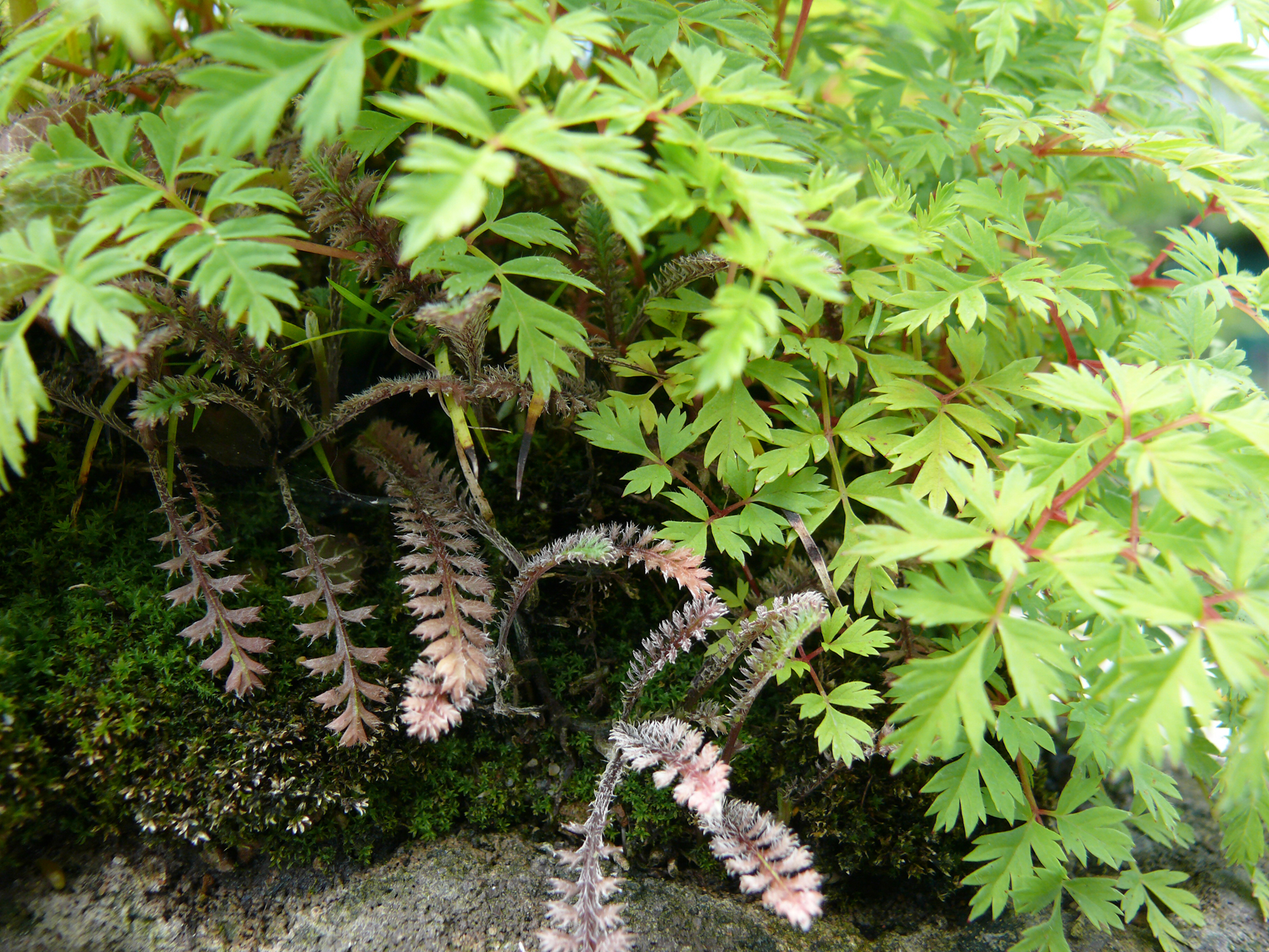 aruncus et leptinella