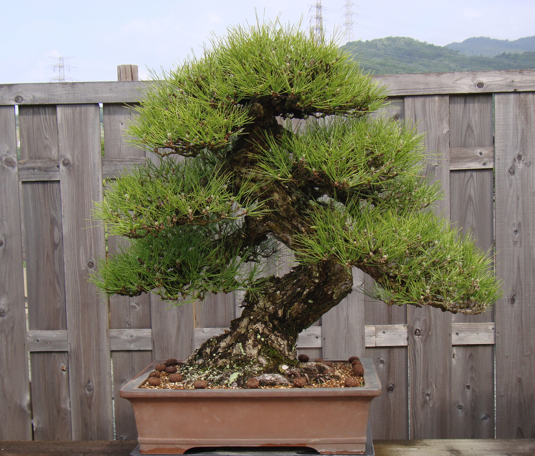 Bonsai de Shiino Kentaro