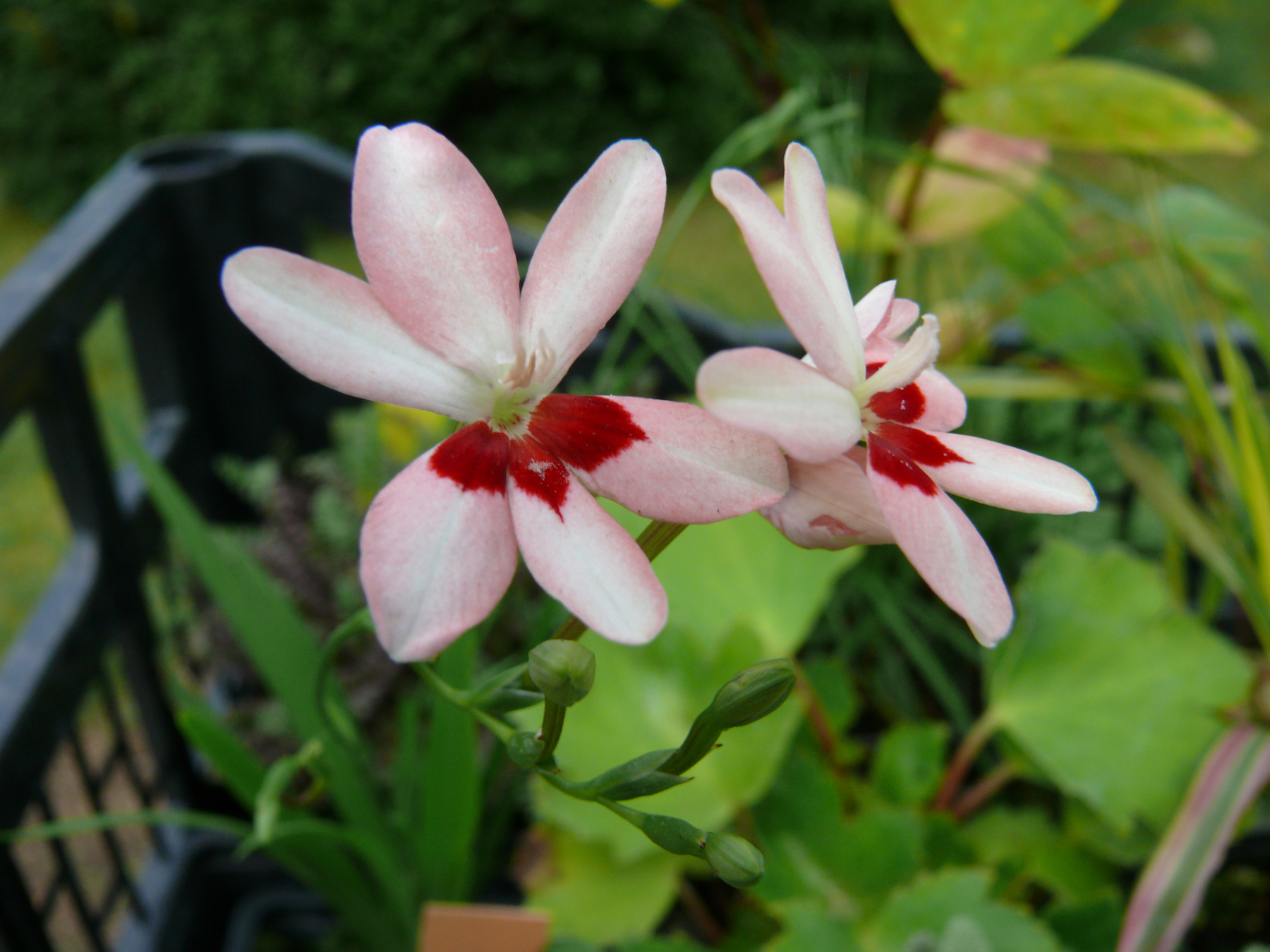 fleurs d'anomatheca