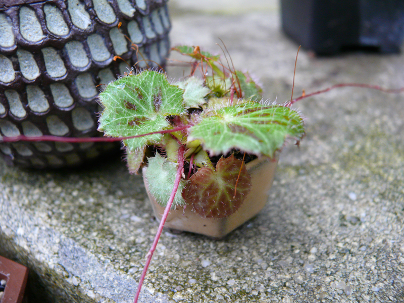 saxifrage en mini kusamono