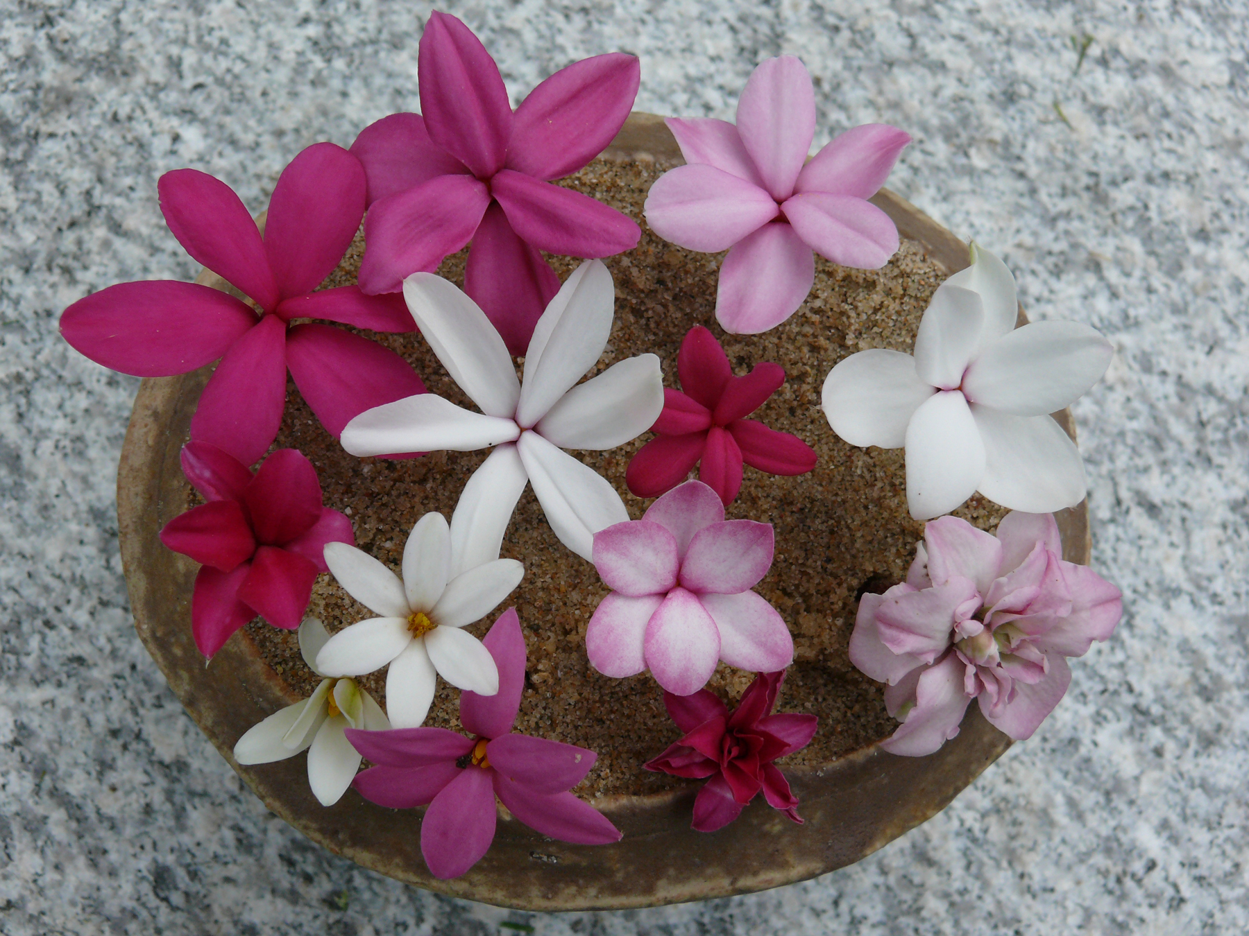 fleurs de Rhodohypoxis